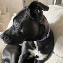 Thumbnail photo of Vixen #3