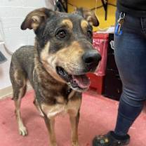 adopt-pet