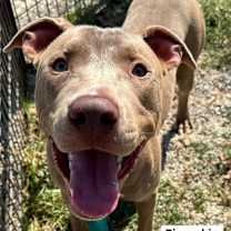 Thumbnail photo of Pinocchio #2