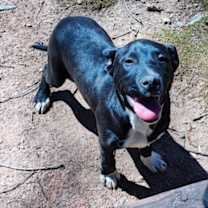Thumbnail photo of Male Pitweiler (Courtesy Post) #1