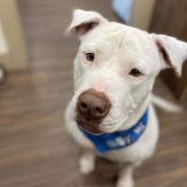 Thumbnail photo of Millie 9759 #3