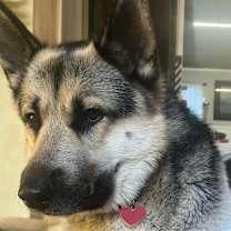 Thumbnail photo of Poncho #1