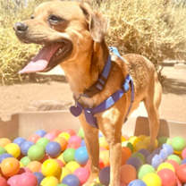 Thumbnail photo of Scooby #2