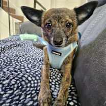 adopt-pet