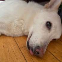 Thumbnail photo of Kobe #2