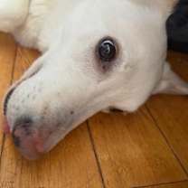 Thumbnail photo of Kobe #3