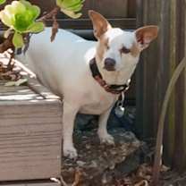 Thumbnail photo of Cleo #2