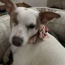 Thumbnail photo of Cleo #3