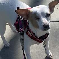 Thumbnail photo of Cleo #4