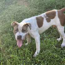 Thumbnail photo of Taz #4