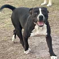 Thumbnail photo of Spike #1