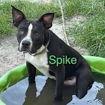 Thumbnail photo of Spike #3