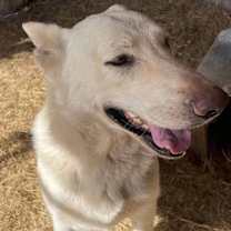 Thumbnail photo of Ava #3