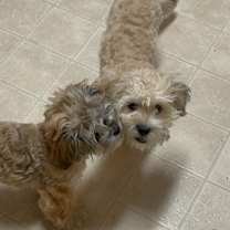 Thumbnail photo of Hazel (& Ollie) #2