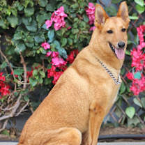 Thumbnail photo of Oso von Olching #2