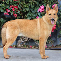 Thumbnail photo of Oso von Olching #3
