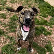 Thumbnail photo of Beamer #2