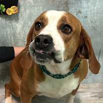 Thumbnail photo of Dixie #3