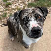 Thumbnail photo of Oreo #3