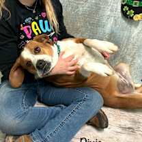 Thumbnail photo of Dixie #4