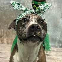 Thumbnail photo of Oreo #4