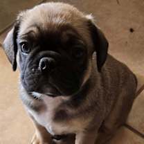 Thumbnail photo of Tommy #1