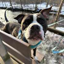 Thumbnail photo of Billy (In Foster) #1