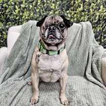 Thumbnail photo of Chiquita #2