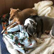 Thumbnail photo of King - PENDING #3