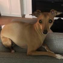 Thumbnail photo of Baby - PENDING #1