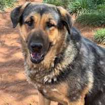 Thumbnail photo of REGGIE #1