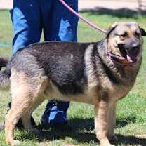 Thumbnail photo of REGGIE #2