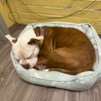 Thumbnail photo of Nipsey #3