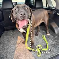 adopt-pet