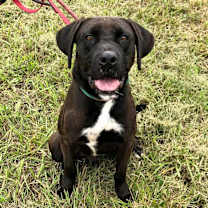 Thumbnail photo of Brody #2