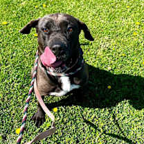 Thumbnail photo of Brody #3