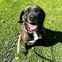 Thumbnail photo of Brody #4