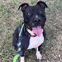 adopt-pet