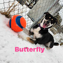 Thumbnail photo of Butterfly #3