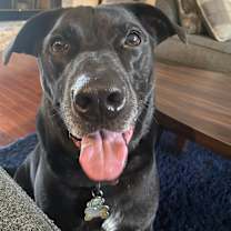 adopt-pet