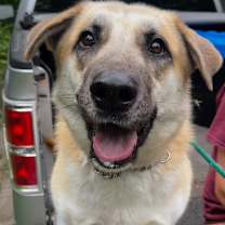 adopt-pet