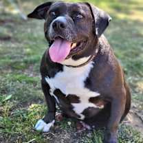 Thumbnail photo of Gweedo #1