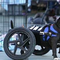 Thumbnail photo of Gweedo #2