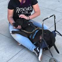 Thumbnail photo of Gweedo #3