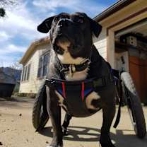 Thumbnail photo of Gweedo #4