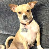 Thumbnail photo of Maple #1