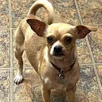 Thumbnail photo of Maple #2