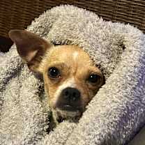 Thumbnail photo of Maple #3