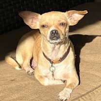 Thumbnail photo of Maple #4