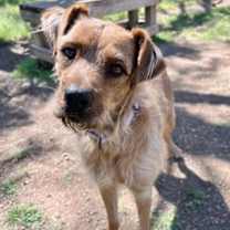 Thumbnail photo of Benji 3-15-25 #1